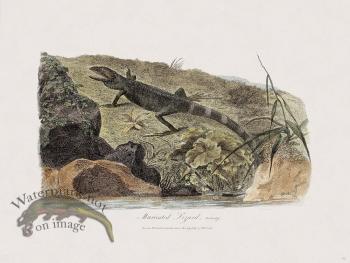 40 New Holland Caffowary